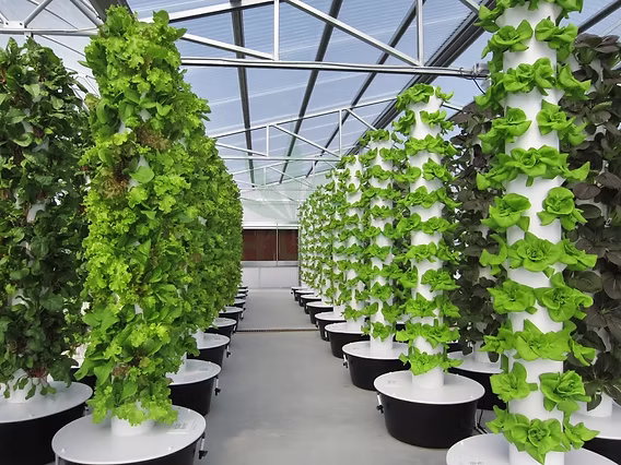 Aeroponics
