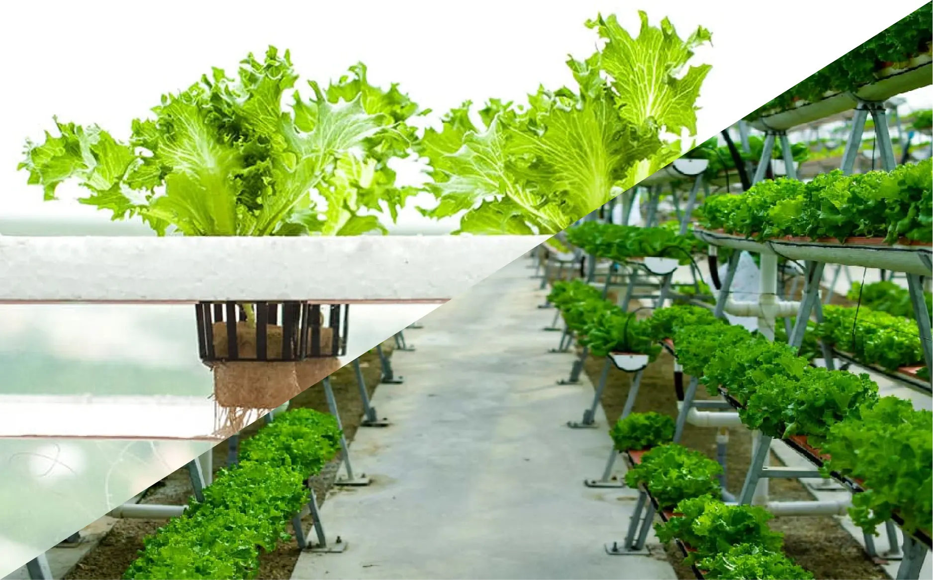 Farming